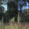 Mobile Home for Sale: Mobile Home