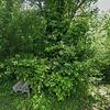 Mobile Home for Sale: Mobile Home