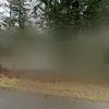 Mobile Home for Sale: 2 Bed 1 Bath 1978 Mobile Home