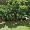 Mobile Home for Sale: 1968 Mobile Home