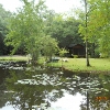 Fishing Pond with Coy and Bass
