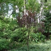 Lot 96