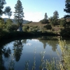 The Pond