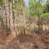 Mobile Home Lot for Sale: Acreage,Residential Lot-Unrestricted,Single Wide Permitted,Double Wide Permitted,Modular On Frame Permitted,Modular Off Frame Permitted, Henrico, NC