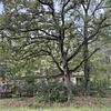 Mobile Home Lot for Sale: Little Over an Acre, Nice Mobile Home Lot! Looking to Sell Quick!, Lane, SC