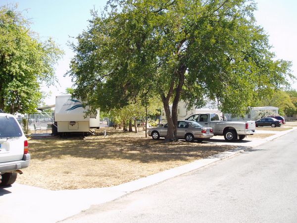 Many Large Oak Trees