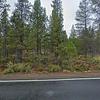 Mobile Home for Sale: 3 Bed 2 Bath 2000 Mobile Home