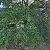 Mobile Home for Sale: 1990 Mobile Home