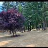 RV Lot for Rent: Don Meyer, Spanaway, WA