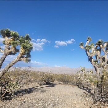 Photo of Mobile Home Lot