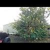 Mobile Home for Sale: 1990 Mobile Home