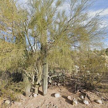 Thumbnail of mobile home