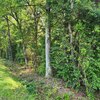 Photo of Mobile Home Lot