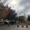 Dog Parks