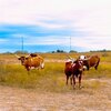 Mobile Home for Sale: Mobile Home - Karnes City, TX, Karnes City, TX
