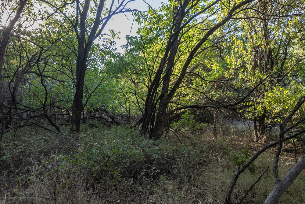 Woods.