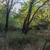 Woods.
