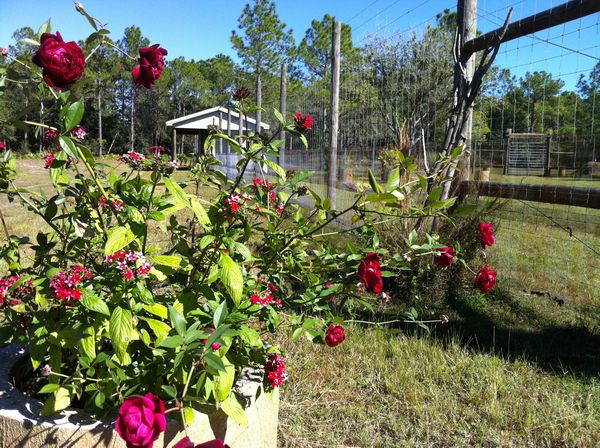Beautiful Plantings on the Land