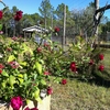 Beautiful Plantings on the Land