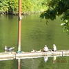 RV Park for Sale: Maple Lane RV Park & Marina, Mapleton, OR