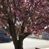 Mobile Home for Sale: In Park - Grants Pass, OR, Grants Pass, OR