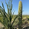 Mobile Home Lot for Sale: Manufactured Home - Marana, AZ, Marana, AZ