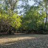 Woods.