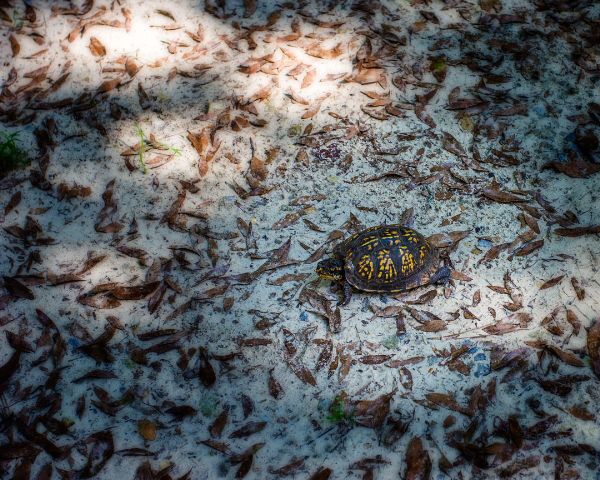 Our Nature that we Live with is Turtles, Deer and Owls 