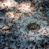 Our Nature that we Live with is Turtles, Deer and Owls 