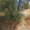 Mobile Home for Rent: 2 Bed 2 Bath 1973 Mobile Home