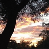Mobile Home Park: South Gate Home Owners, Inc., Clearwater, FL