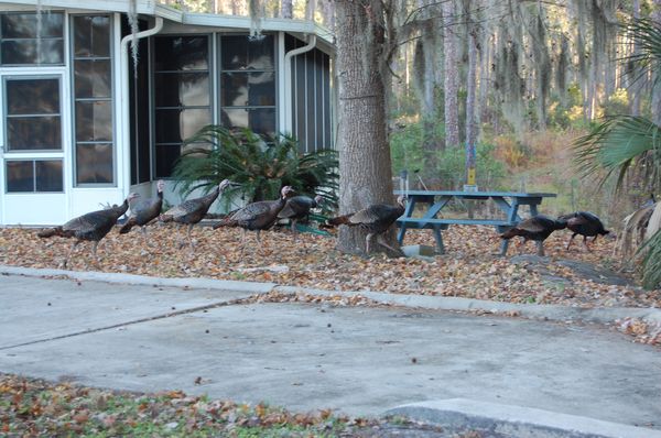 turkey visitors from Welaka State Park