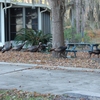 turkey visitors from Welaka State Park