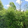Mobile Home for Sale: 3 Bed 2 Bath 1970 Mobile Home