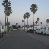 Tucson Palms