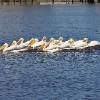 Mobile Home Park: Riverwalk, Gibsonton, FL
