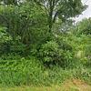 Mobile Home for Sale: Mobile Home