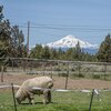 Mobile Home for Sale: Manufactured On Land, Ranch - Terrebonne, OR, Terrebonne, OR