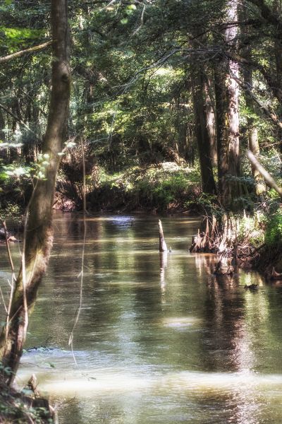 3 Acres of Beautiful Creek Side Primitive Camping