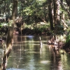 3 Acres of Beautiful Creek Side Primitive Camping