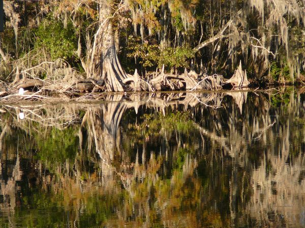Cypress on the Withlacoochee
