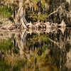 Cypress on the Withlacoochee