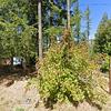 Mobile Home for Sale: 1994 Mobile Home