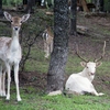 RV Park for Sale: Hidden Lake RV Ranch & Safari, Jacksboro, TX