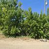 Mobile Home for Sale: 1997 Mobile Home