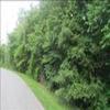 Photo of Mobile Home Lot