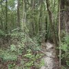 Mobile Home Lot for Sale: Mobile Home Lot - Furman, SC, Furman, SC