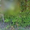 Mobile Home for Sale: 2 Bed 2 Bath 1978 Mobile Home