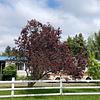 Mobile Home for Sale: 4 Bed 2 Bath 1979 Mobile Home