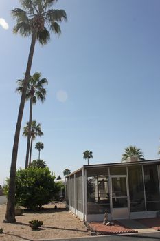 whispering palms